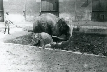 A Baby Asian Elephant and Adult Female, Lukhi, Bathing in Their Pool with Their Trainer at the Side of the Pool, 1923